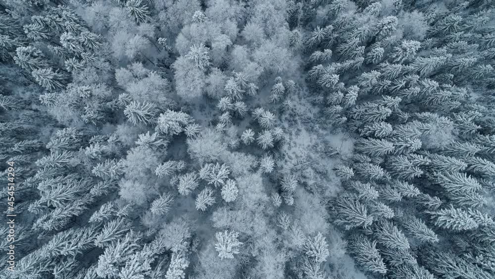 Aerial shot of winter forest and snow covered winter trees. Flying over Sweden pine trees landscape, frosty tree tops