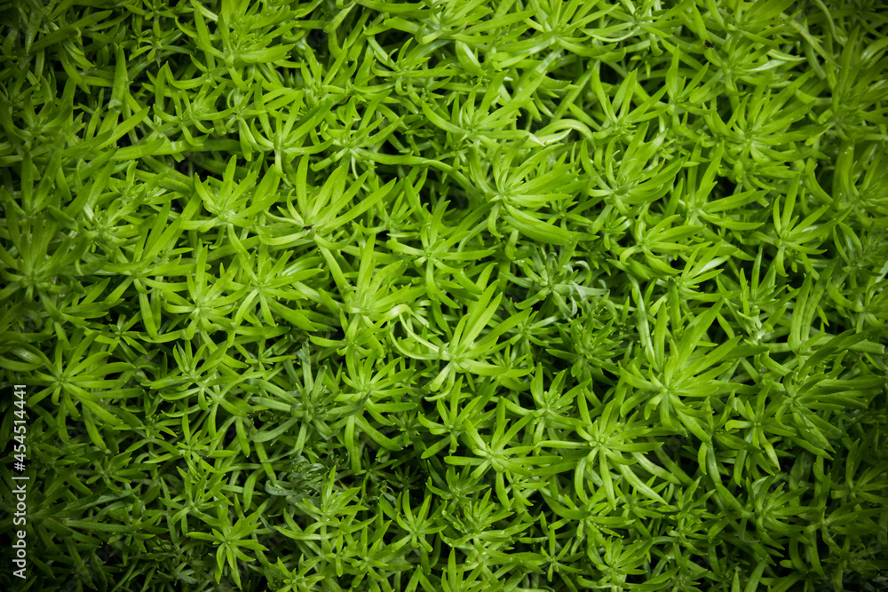 Green leaves texture with nature light Green leaves texture with nature light
