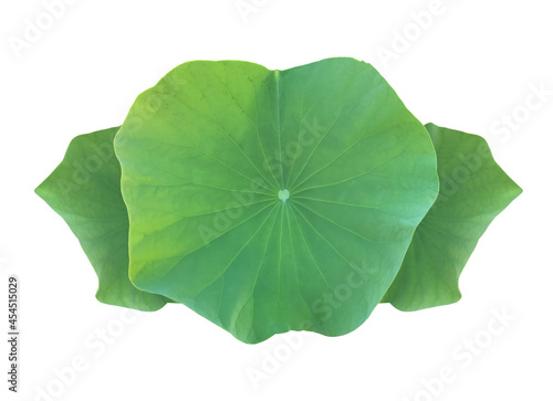 Isolated a young single lotus leaf with clipping paths.