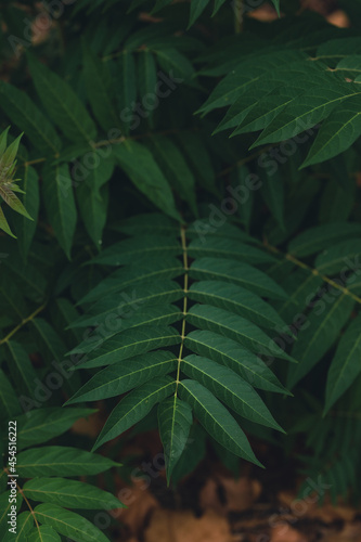 nature poster. leaves of tree