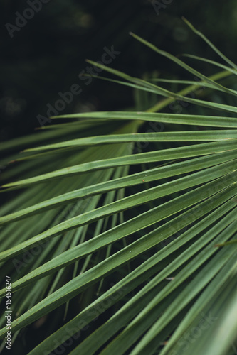 nature poster. leaves of palm tree © Marina Vilesova