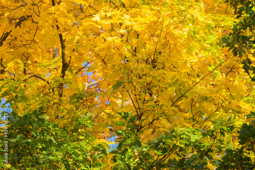 Herbstfärbung Laubwald