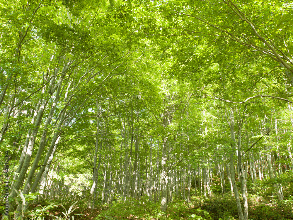 Obraz premium まばゆい太陽の光があふれる新緑の森 天然ブナ林