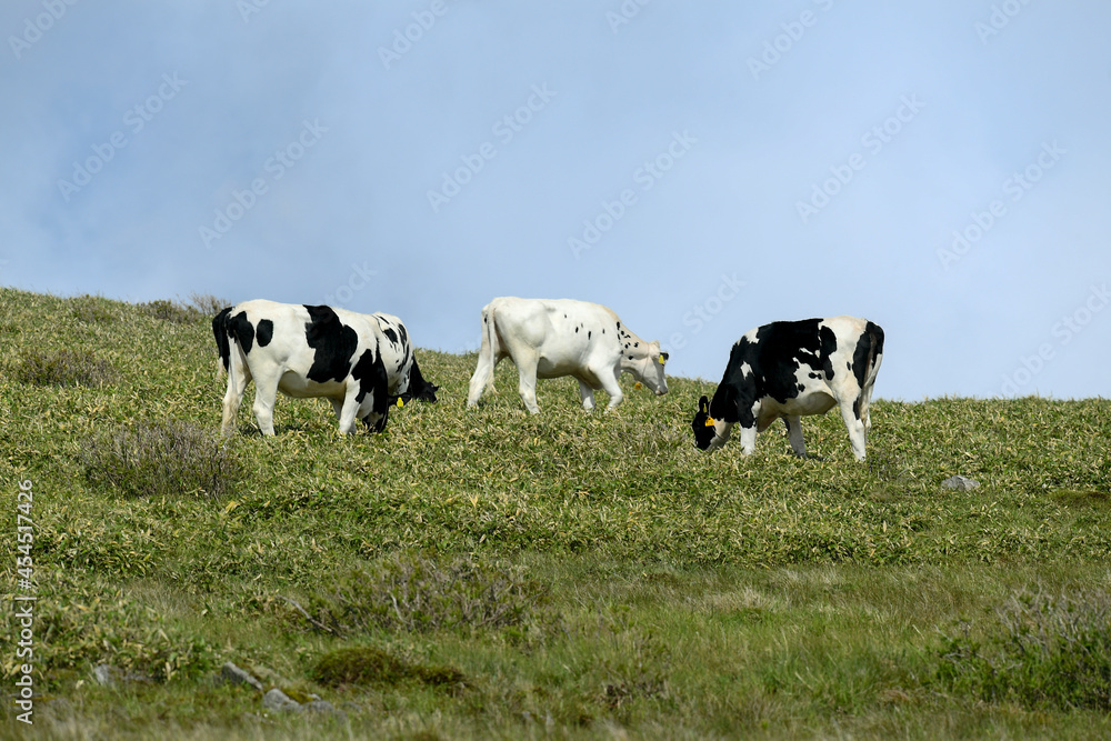 夏の牧場の牛