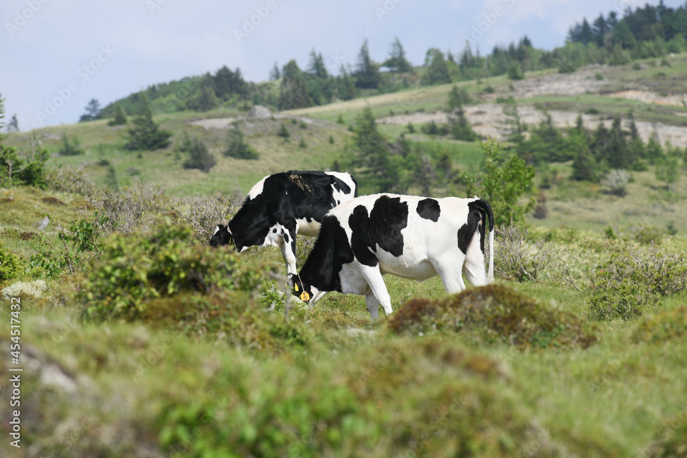 夏の牧場の牛