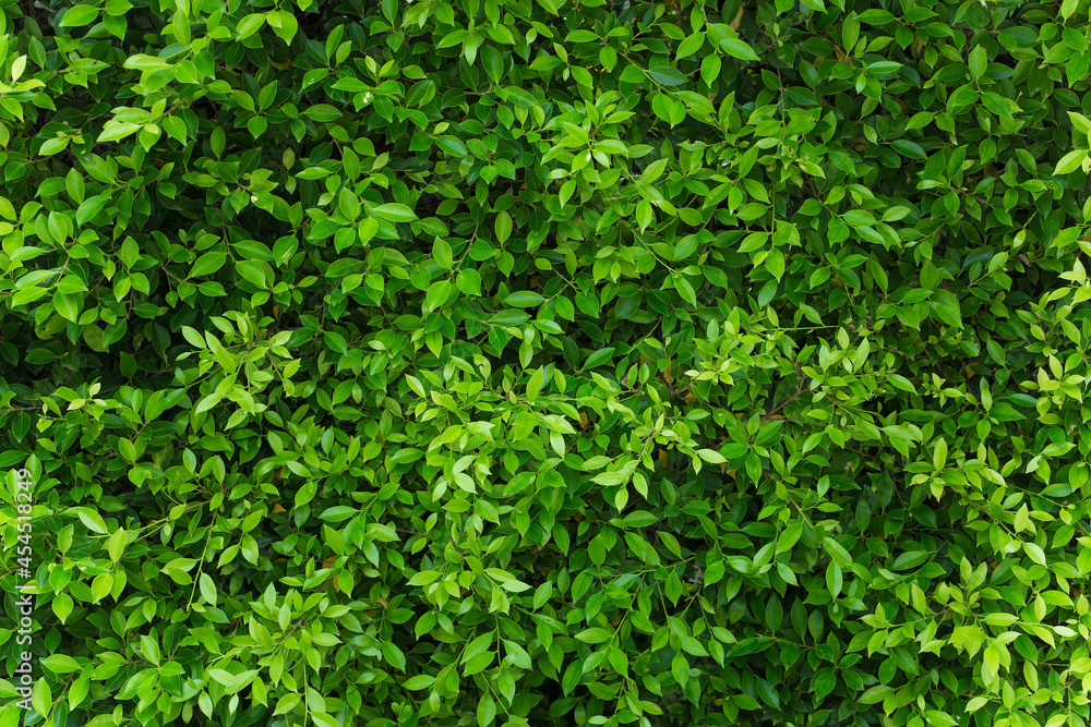 Green leaves wall panorama for art work and backdrop design nature theme Green leaves wall panorama for art work and backdrop design nature theme