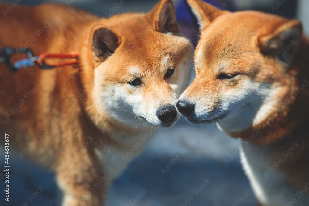 Shiba inu Japanese dog, beautiful portrait of two red grown up adult siba inu dog puppy portrait, two dogs playing and sniffing each other