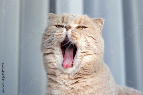 Fototapeta Naklejka Na Ścianę i Meble -  Cute scottish fold young female cat yawning at home