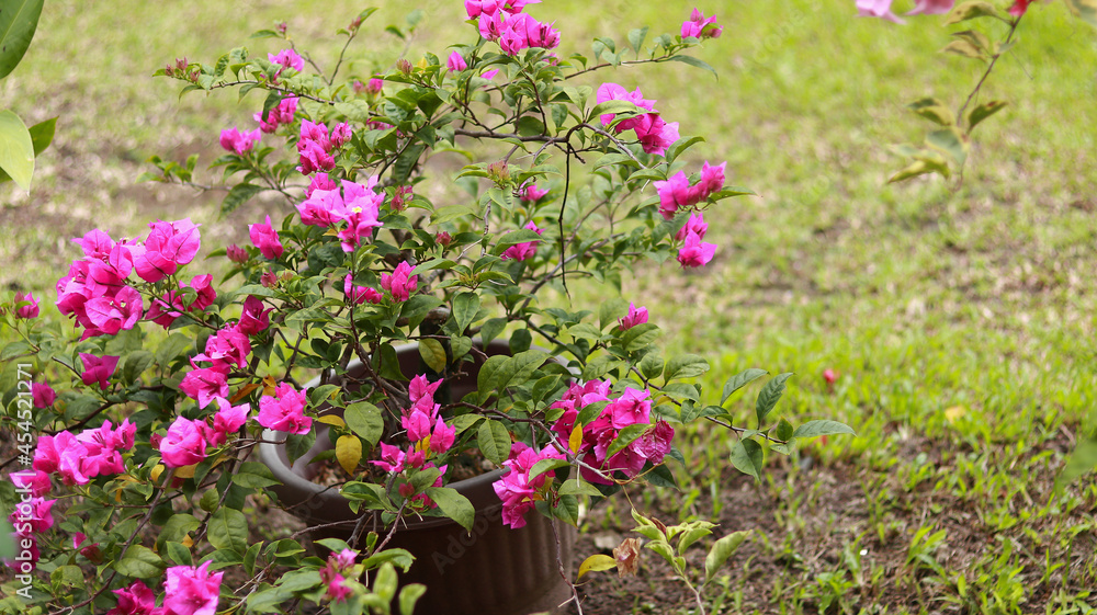 Beautiful bougainvillea flowers in garden. Beautiful bougainvillea flowers in garden.