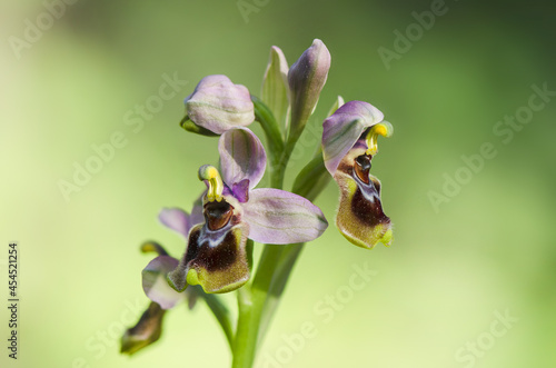 Closeup shot of blooming sawfly orchid flowers photo