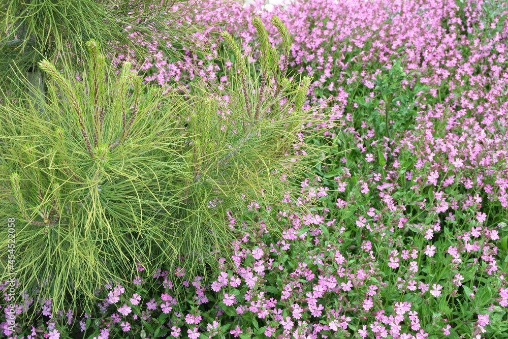 Obraz premium Close up beautiful small pink flowers background.