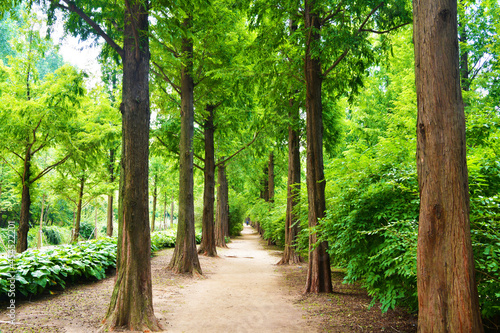 Metasequire forest