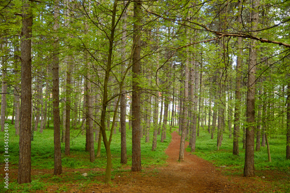 Obraz premium pine trees growing in the forest