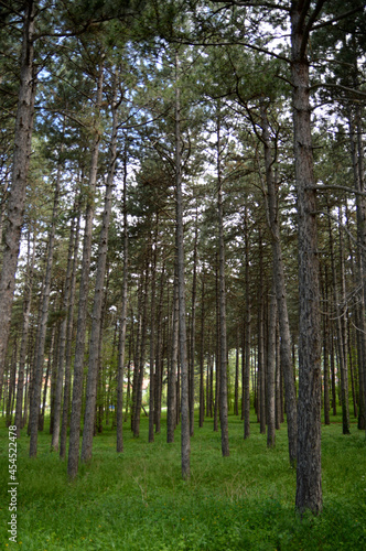 pine trees growing in the forest