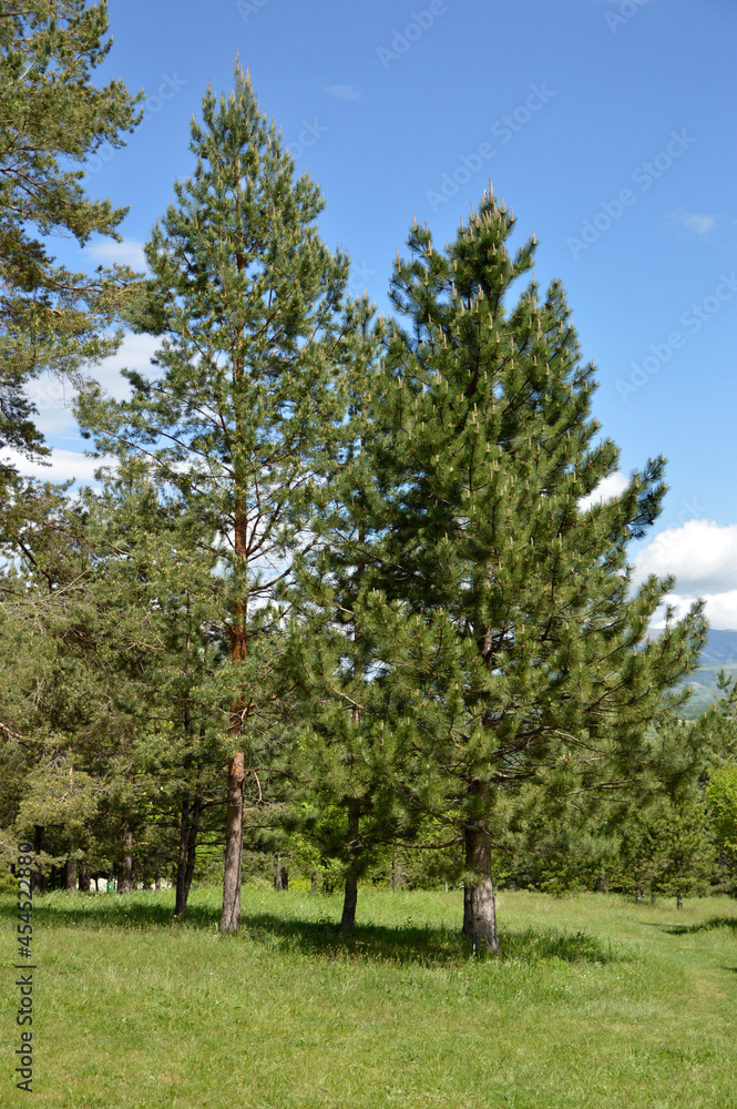 Fototapeta premium pine trees landscape in the spring