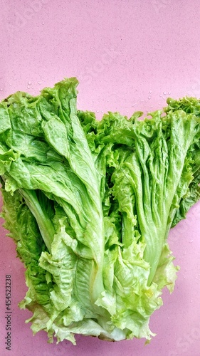 Lettuce Lactuca sativa L, fresh green broadleaf, jagged or wavy edges. Healthy lifestyle foods such as salads and cooked. rich in antioxidants such as beta-carotene, phthalates, and lutein 