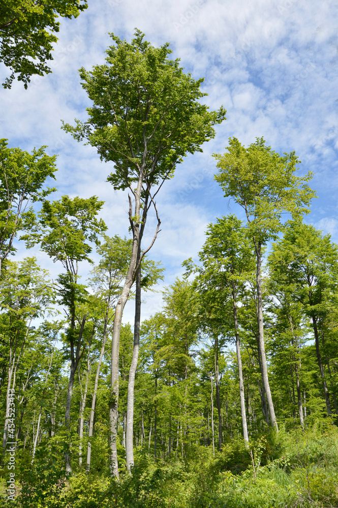 Fototapeta premium green forest in the spring 