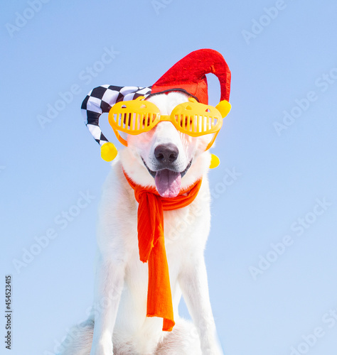 dog with carnival costume