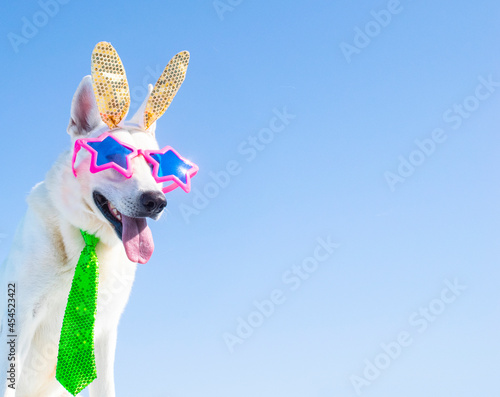 dog with carnival costume
