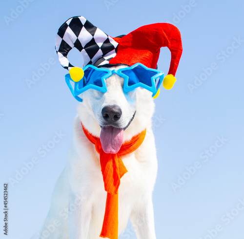 dog with carnival costume