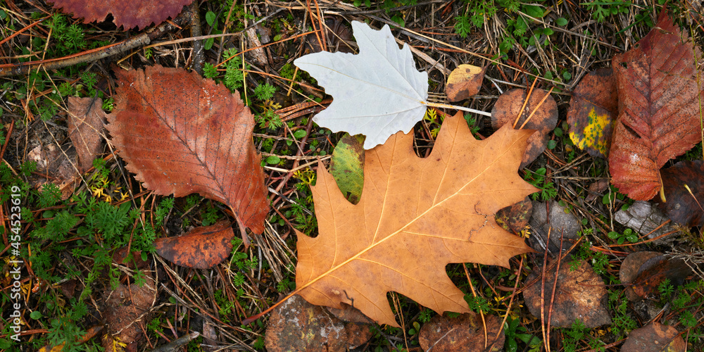 Autumn natural background with dry foliage on the ground.
