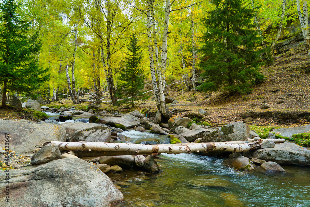 There are many rocks in the river and green trees fallen across the river. There are many rocks in the river and green trees fallen across the river.