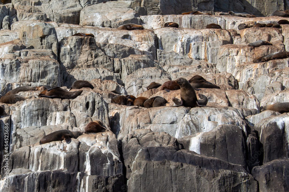 Seals lazing on rocks