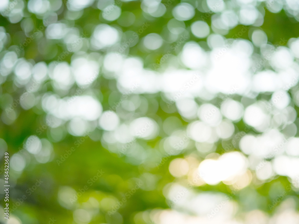 Fototapeta premium Blurred green nature bokeh