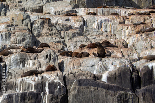 Canvastavla Seals lazing on rocks
