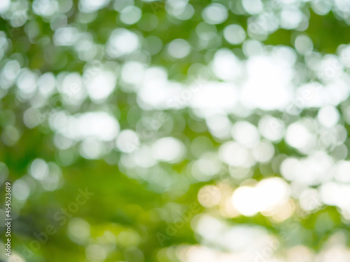 Blurred green nature bokeh