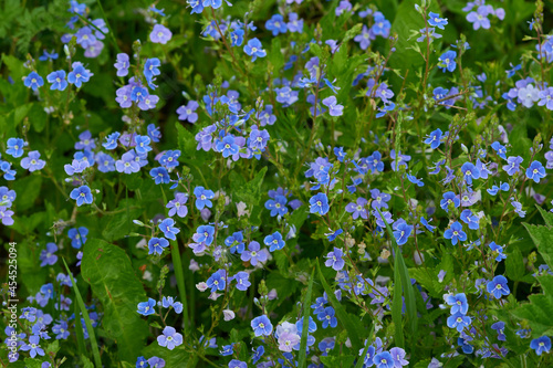 Gamander-Ehrenpreis Blüten photo