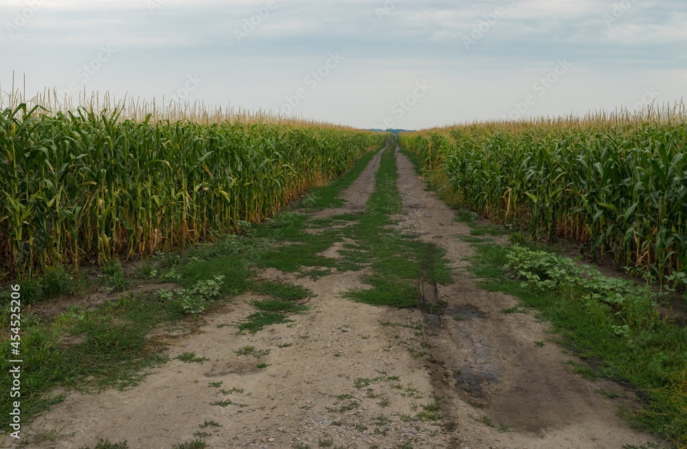 Smmer landscape with empty  back road through maize field in Poltavskaya oblast, Ukraine