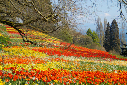 a lush spring meadow full of colorful tulips on Flower Island Mainau with lake Constance in the background on a sunny April day (Germany) 