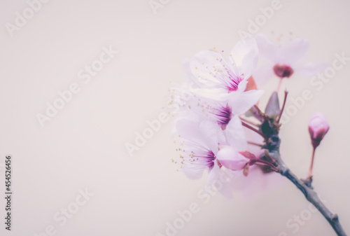 Fototapeta Naklejka Na Ścianę i Meble -  Cherry flowers