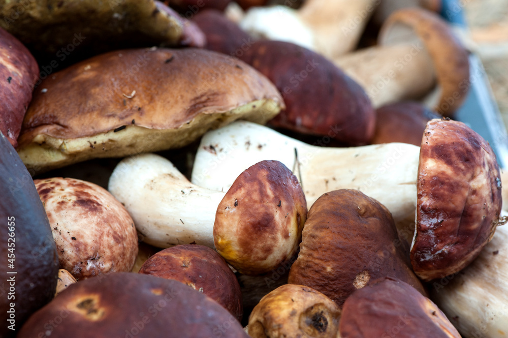 forest mushrooms close-up. Porcini mushrooms, boletus, natural background for packaging, menu, banner forest mushrooms close-up. Porcini mushrooms, boletus, natural background for packaging, menu, banner