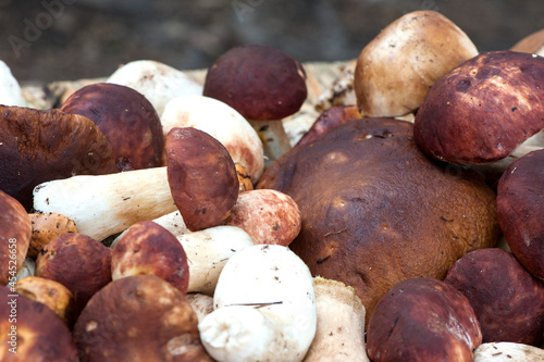 forest mushrooms close-up. Porcini mushrooms, boletus, natural background for packaging, menu, banner