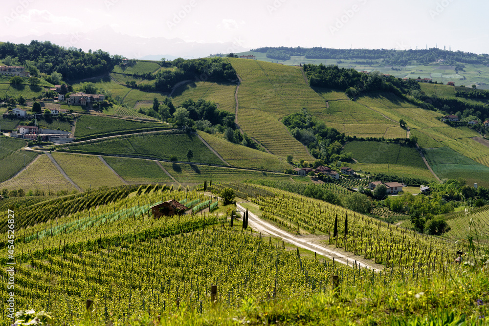 Vineyards of Langhe, Piedmont, Italy near Alba at May Vineyards of Langhe, Piedmont, Italy near Alba at May
