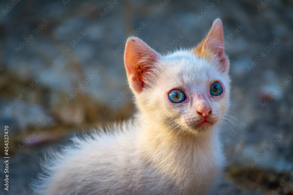 Portait of a small white cat