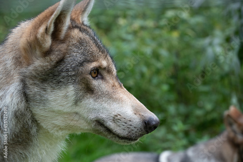 Side Wolf CloseUp