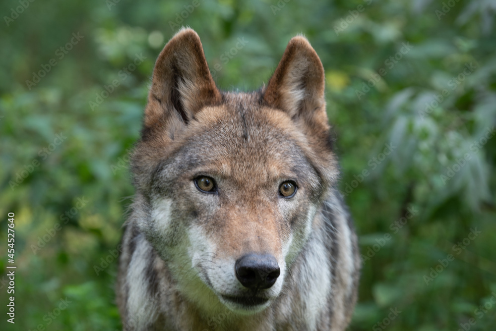 Wolf Face Close Up
