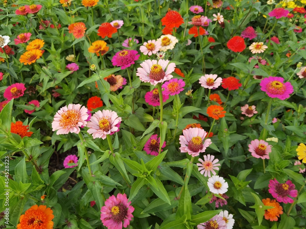 Common zinnia or elegant zinnia in garden.