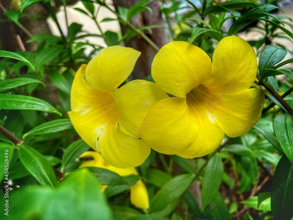 Colorful yellow flowers of Allamanda, Common allamanda, Golden trumpet, Golden trumpet vine, Yellow bell (Allamanda Cathartica) are blooming on shrub tree in the flower garden Colorful yellow flowers of Allamanda, Common allamanda, Golden trumpet, Golden trumpet vine, Yellow bell (Allamanda Cathartica) are blooming on shrub tree in the flower garden