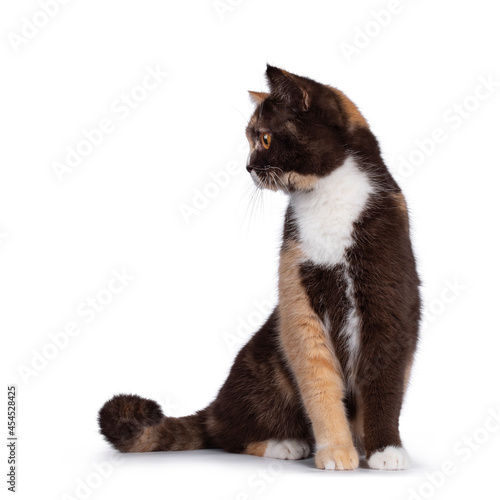 Pretty chocolate tortie with white British Shorthair cat, sitting facing front. Looking sideways away camera with bright orange eyes. Isolated on a white background.
