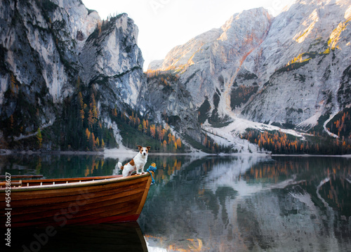  dog Jack Russell Terrier in boat. Mountain Lake Braies. boat station. Morning landscape with a pet