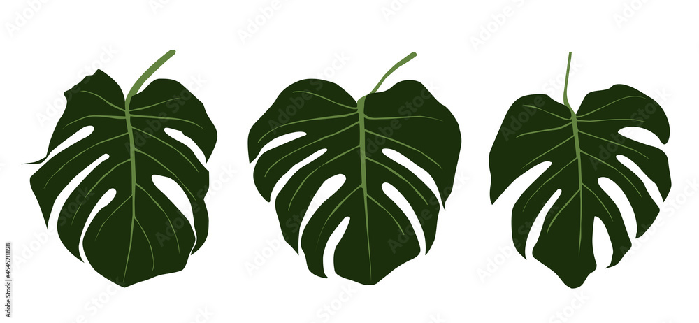 Fototapeta premium set of monstera leaves. The design of the Illustration of the vector Template of the Monstera Sheet Logo..