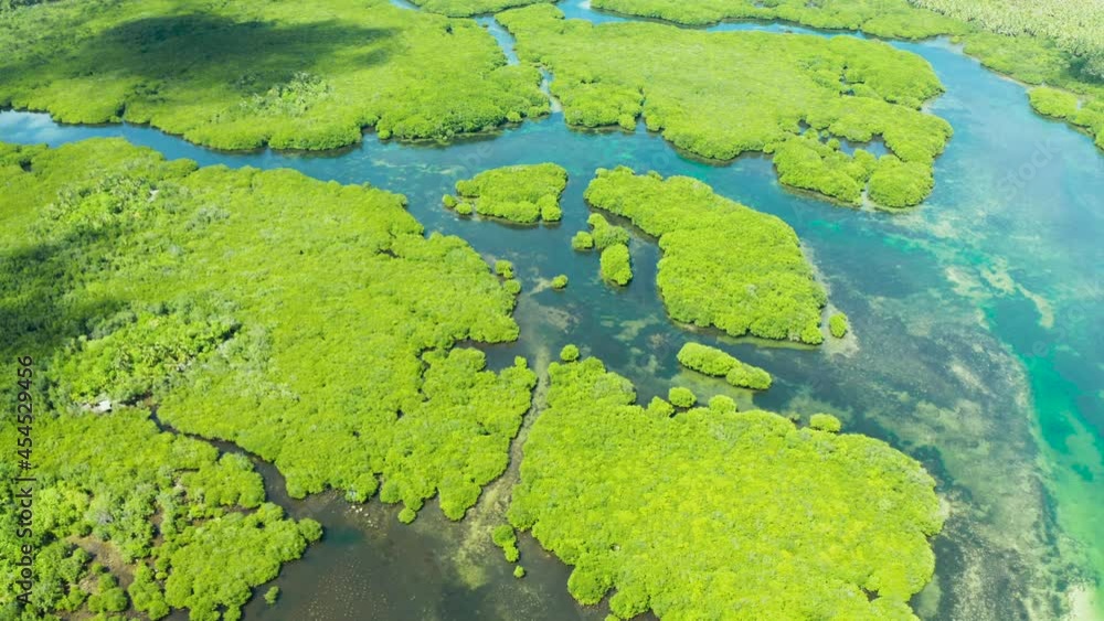 Mangrove trees in the water on a tropical island. An ecosystem in the Philippines, a mangrove forest. Mangrove trees in the water on a tropical island. An ecosystem in the Philippines, a mangrove forest.