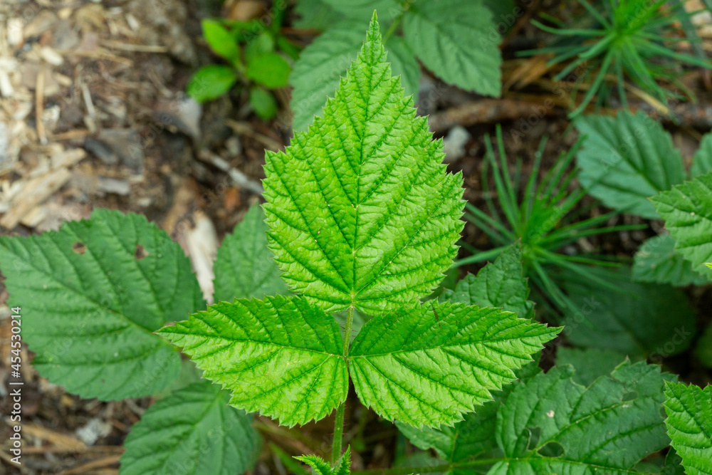 custom made wallpaper toronto digitalSpring gentle leaves and buds of European red raspberry Rubus idaeus . Green buds on a branch in spring, selective focus, close-up image.