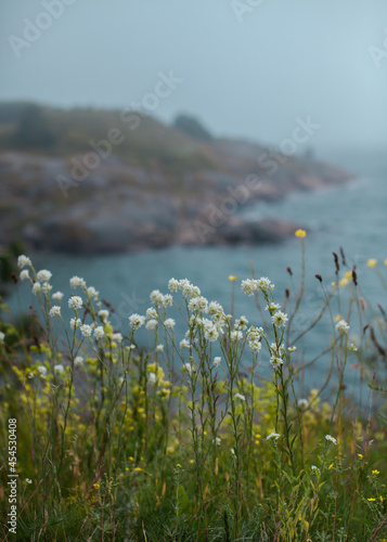 Northern landscape - field of wild flowers up on a cliff by a foggy sea.