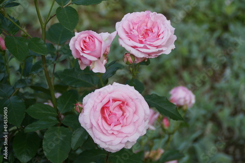 beautiful large bright pink roses
