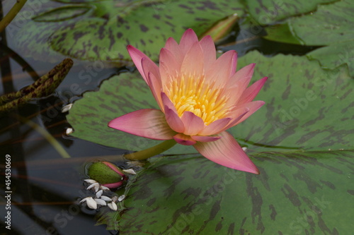 beautiful pink tropical water lily with a yellow middle